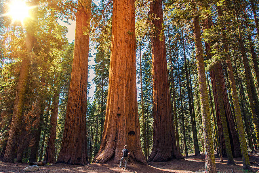 Redwoods National Park