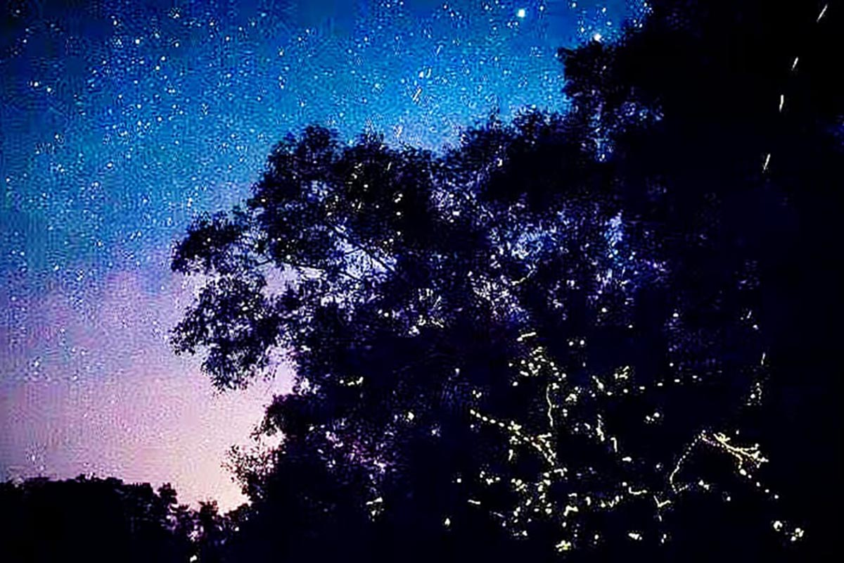 Melawati Hill Monkeys & Fireflies Tour