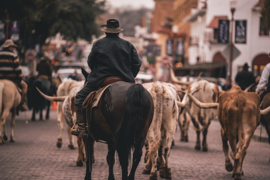 Fort Worth Cattle Drive