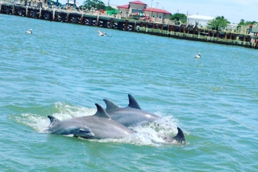 Galveston Dolphin Cruise