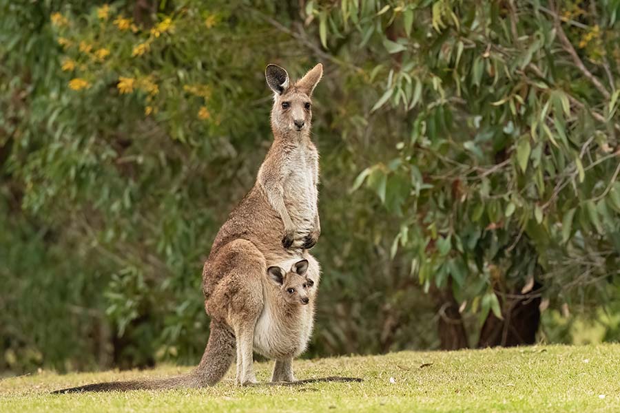 Lamington National Park