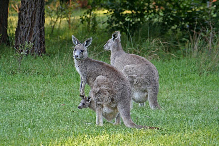 Tower Hill Wildlife Park