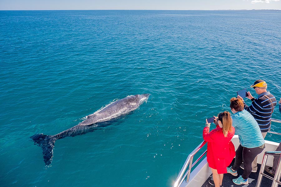 Hervey Bay Whale Watching