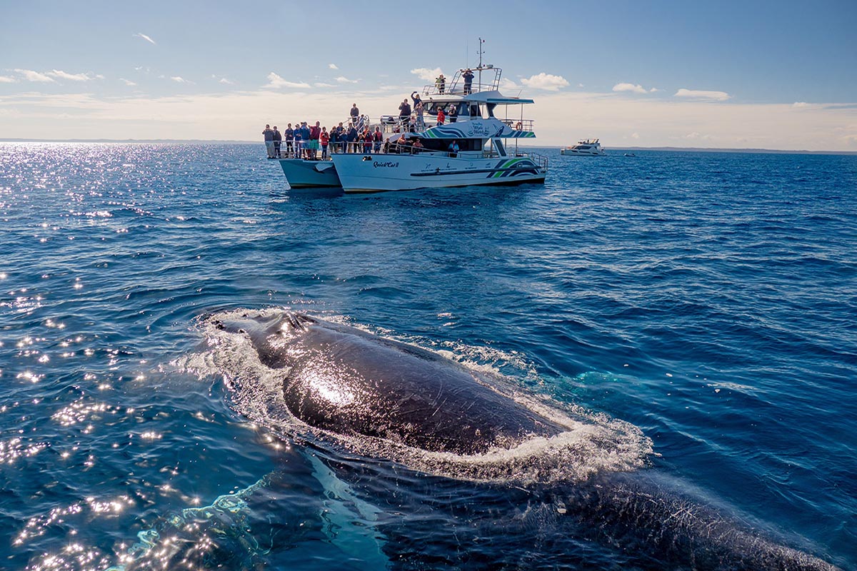 Hervey Bay Whale Watching