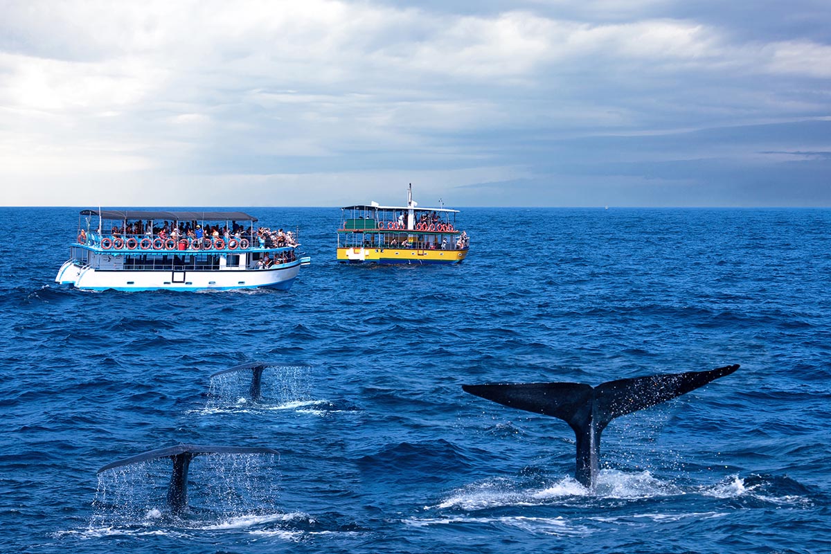 Boat tour to see Blue Whales, Hikkaduwa