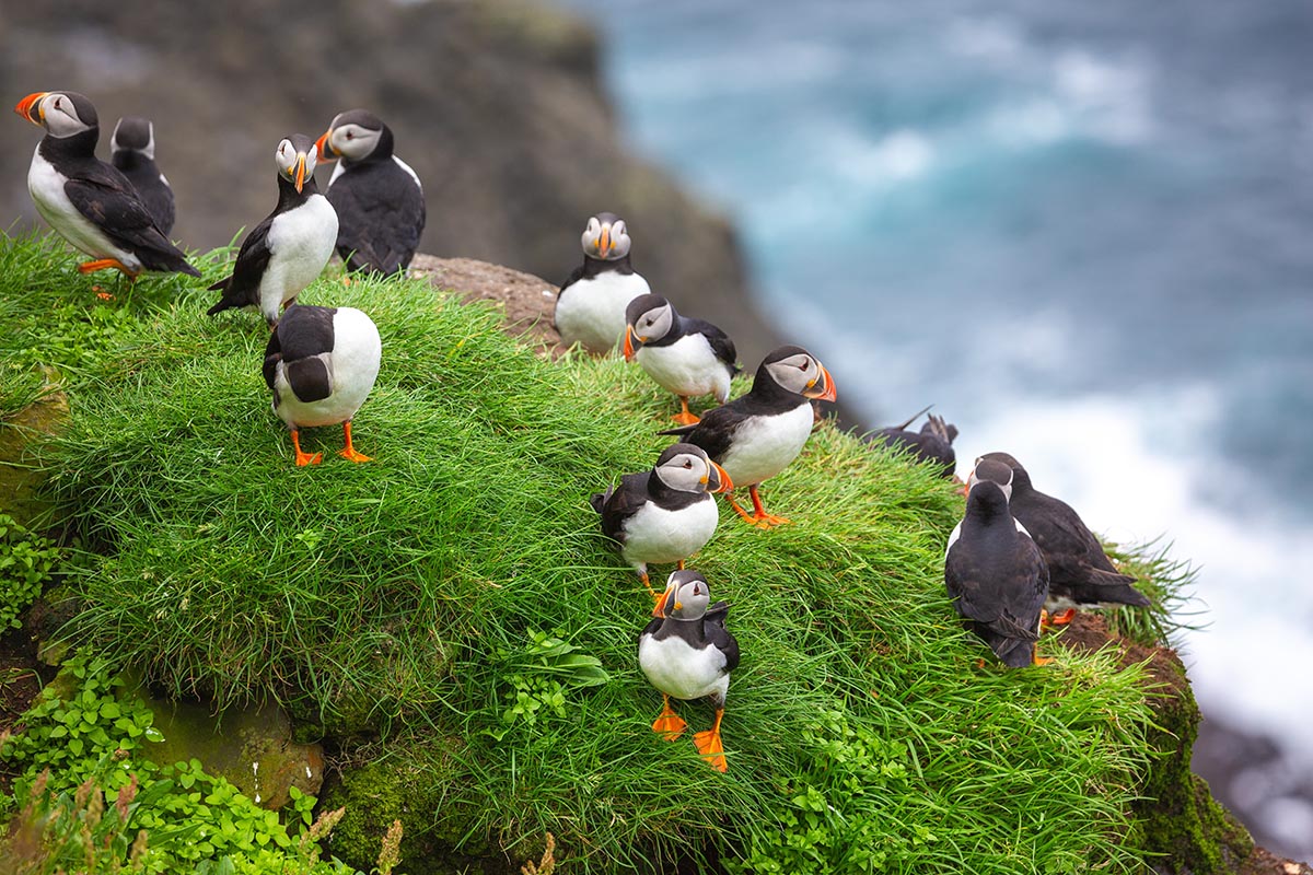 Puffin Watching, Iceland
