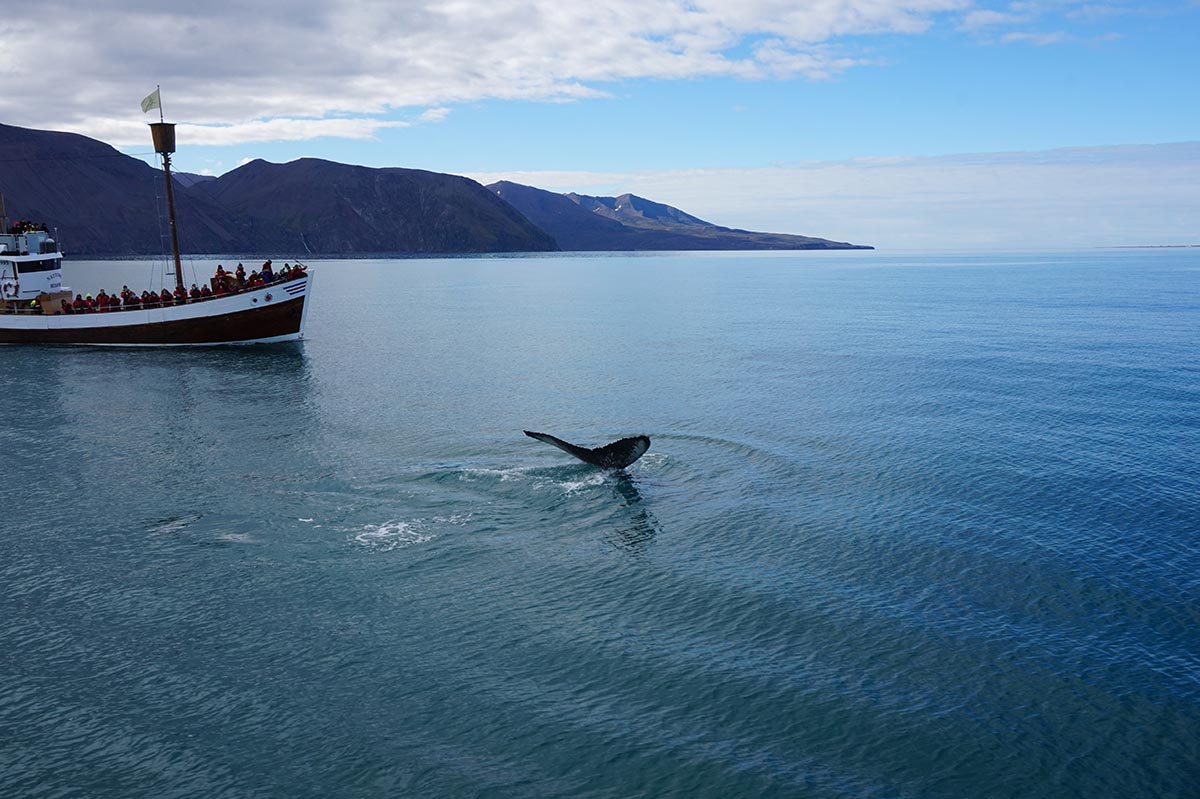 Whale Watching, Iceland