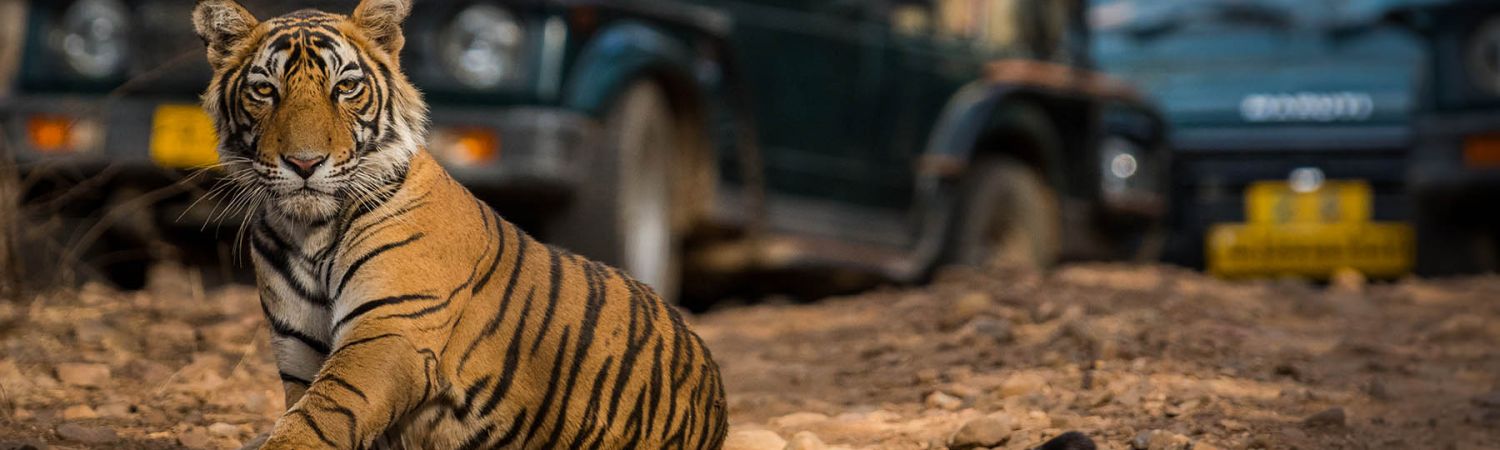 Ranthambore National Park