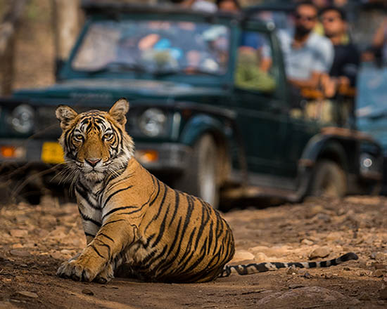 Ranthambore National Park