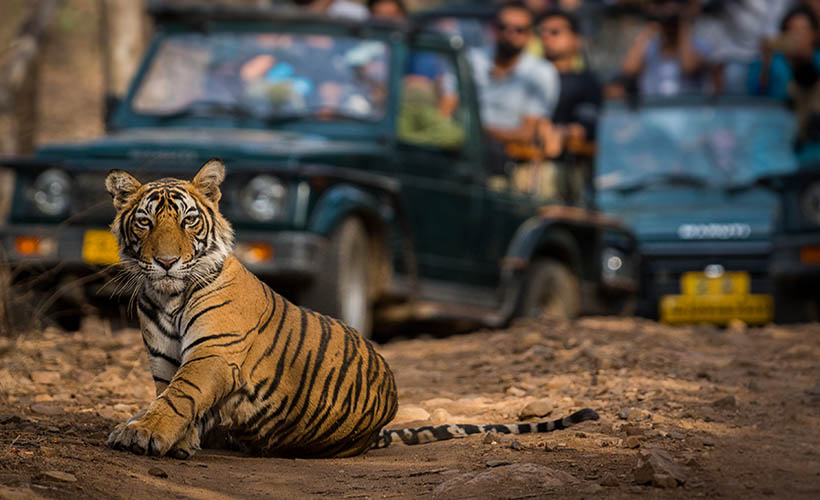 Ranthambore National Park