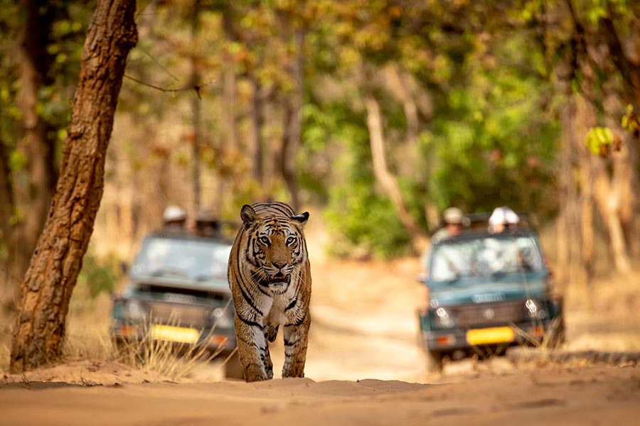 Ranthambore National Park