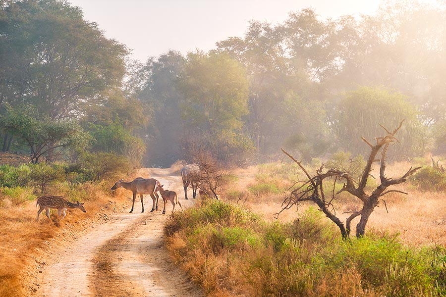 Ranthambore National Park