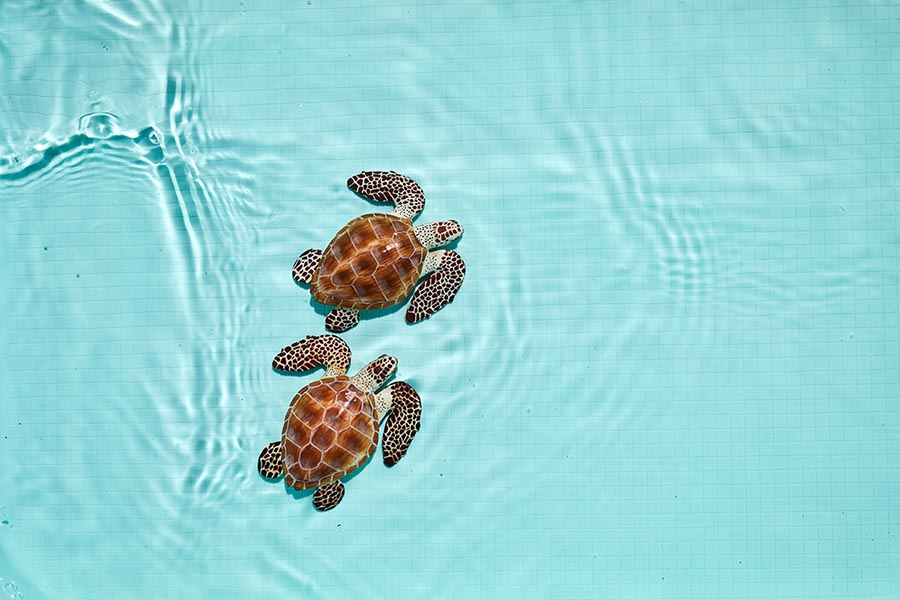 Two baby sea turtles swimming in clear turquoise water in the Galapagos Islands