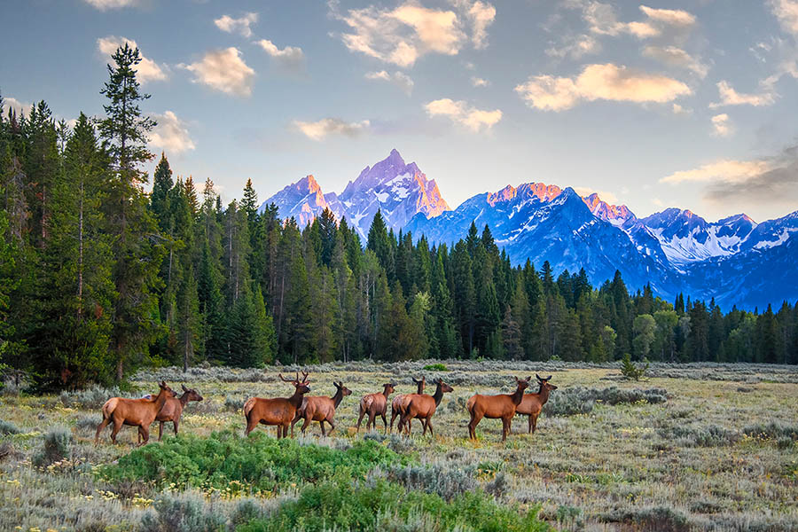 Grand Teton Wildlife Safari