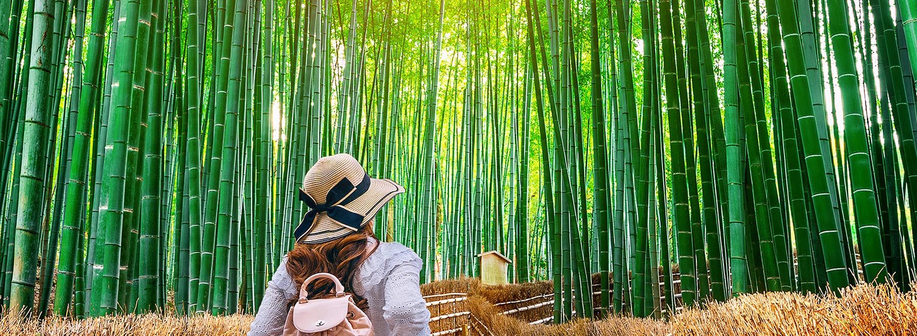 Arashiyama Bamboo Forest, Nara Park, and Fushimi Inari Taisha