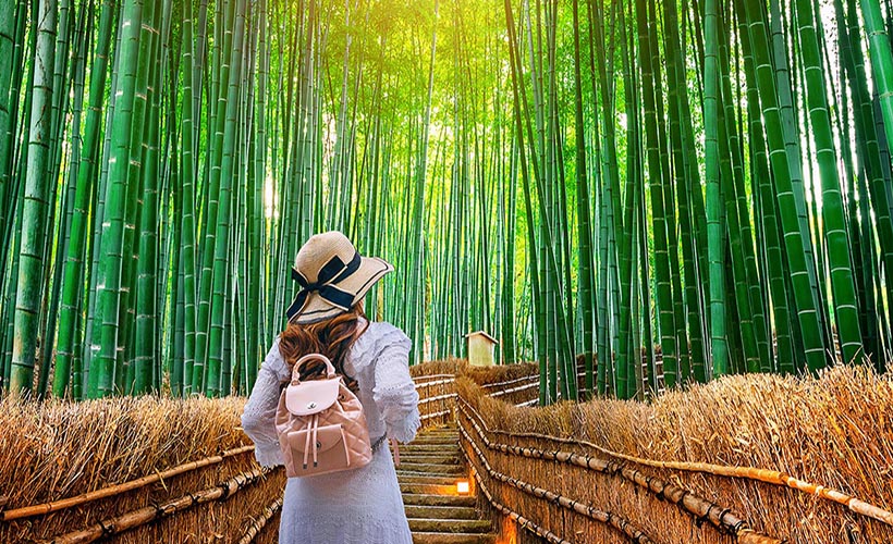 Arashiyama Bamboo Forest, Nara Park, and Fushimi Inari Taisha