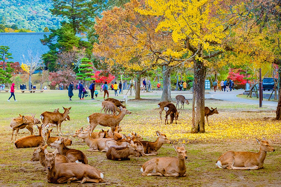 Kyoto, Nara, & Uji Day Tour: Foxes, Deer, Temples, and Matcha Experience