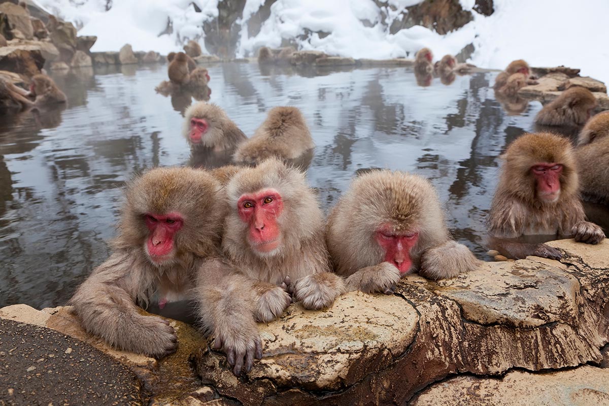 Snow Monkeys, Nagano, Japan