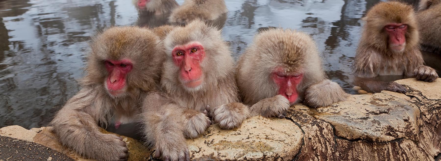 Snow Monkeys Experience