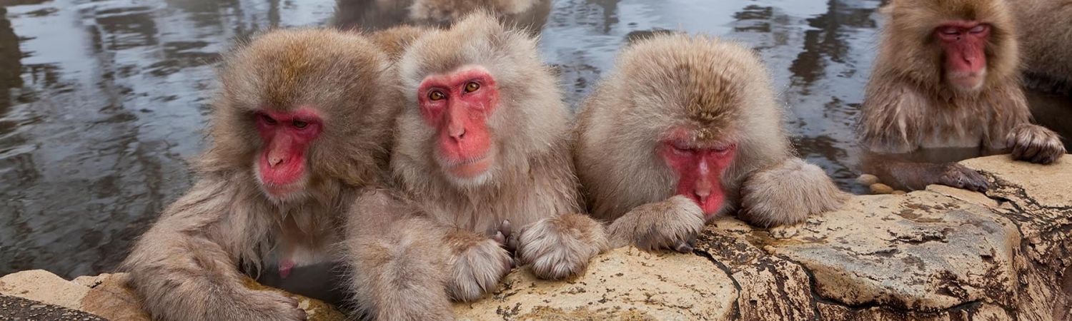 Snow Monkeys Experience