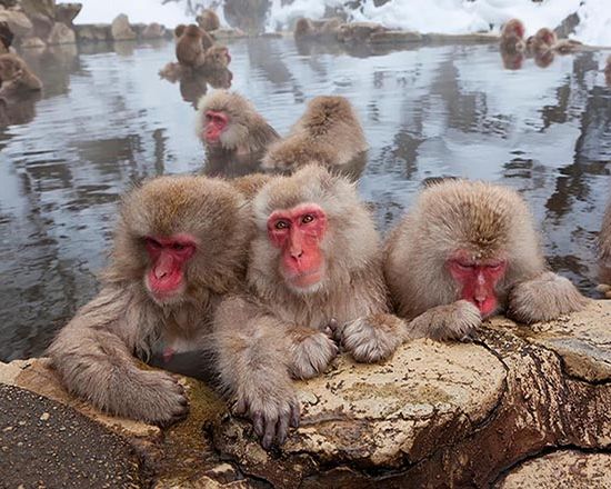 Snow Monkeys Experience