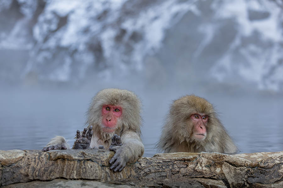 Snow Monkeys Experience