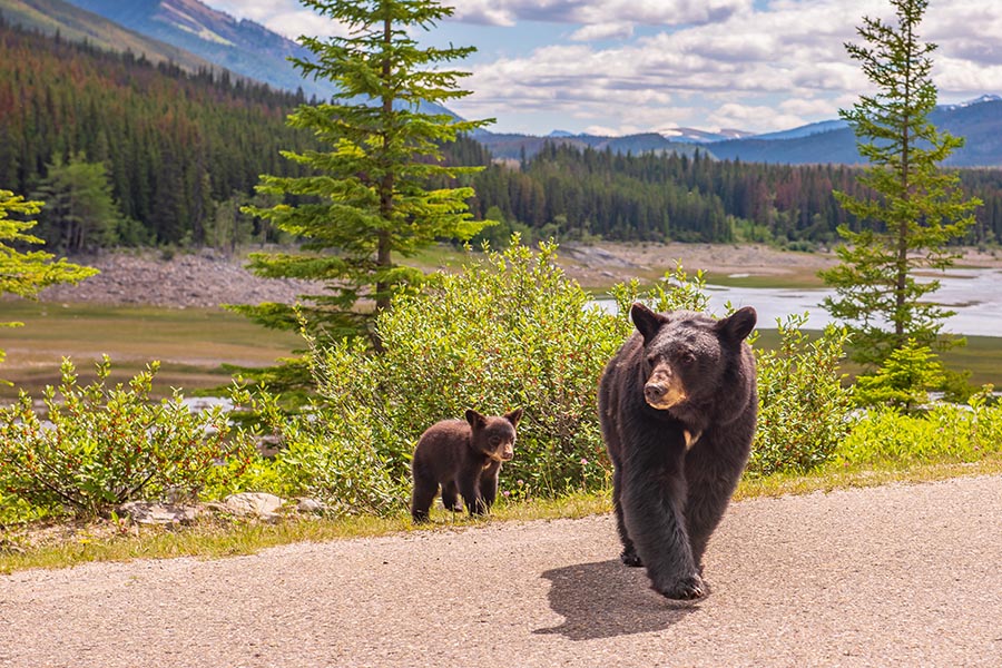 Jasper Wildlife Discovery