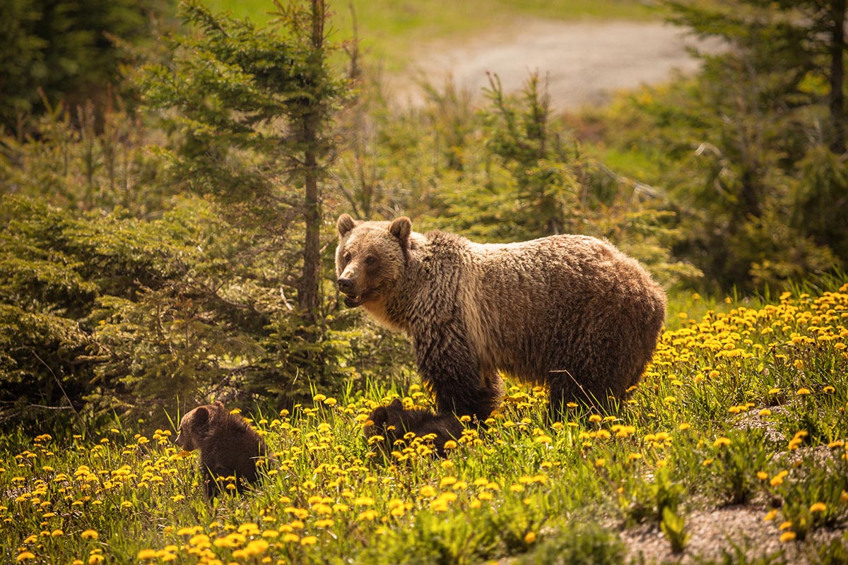 Jasper Wildlife Discovery