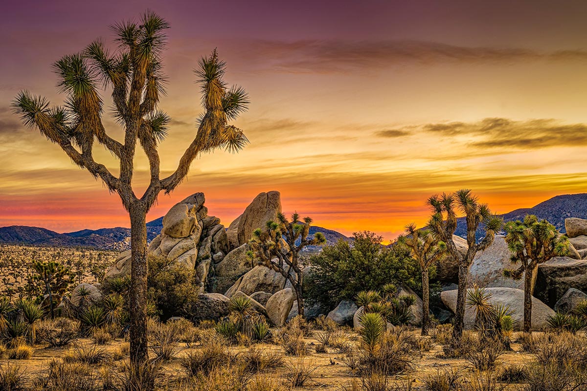 Joshua Tree National Park