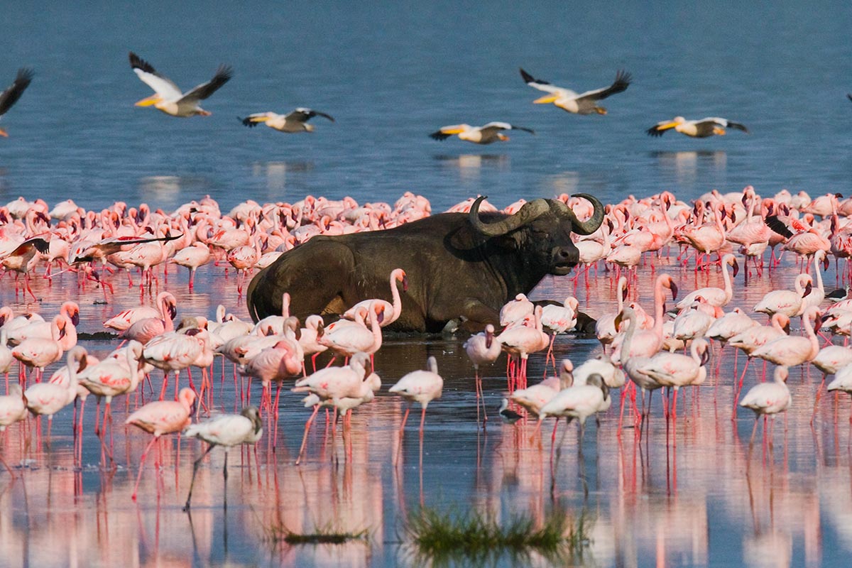 Lake Nakuru National Park, Kenya