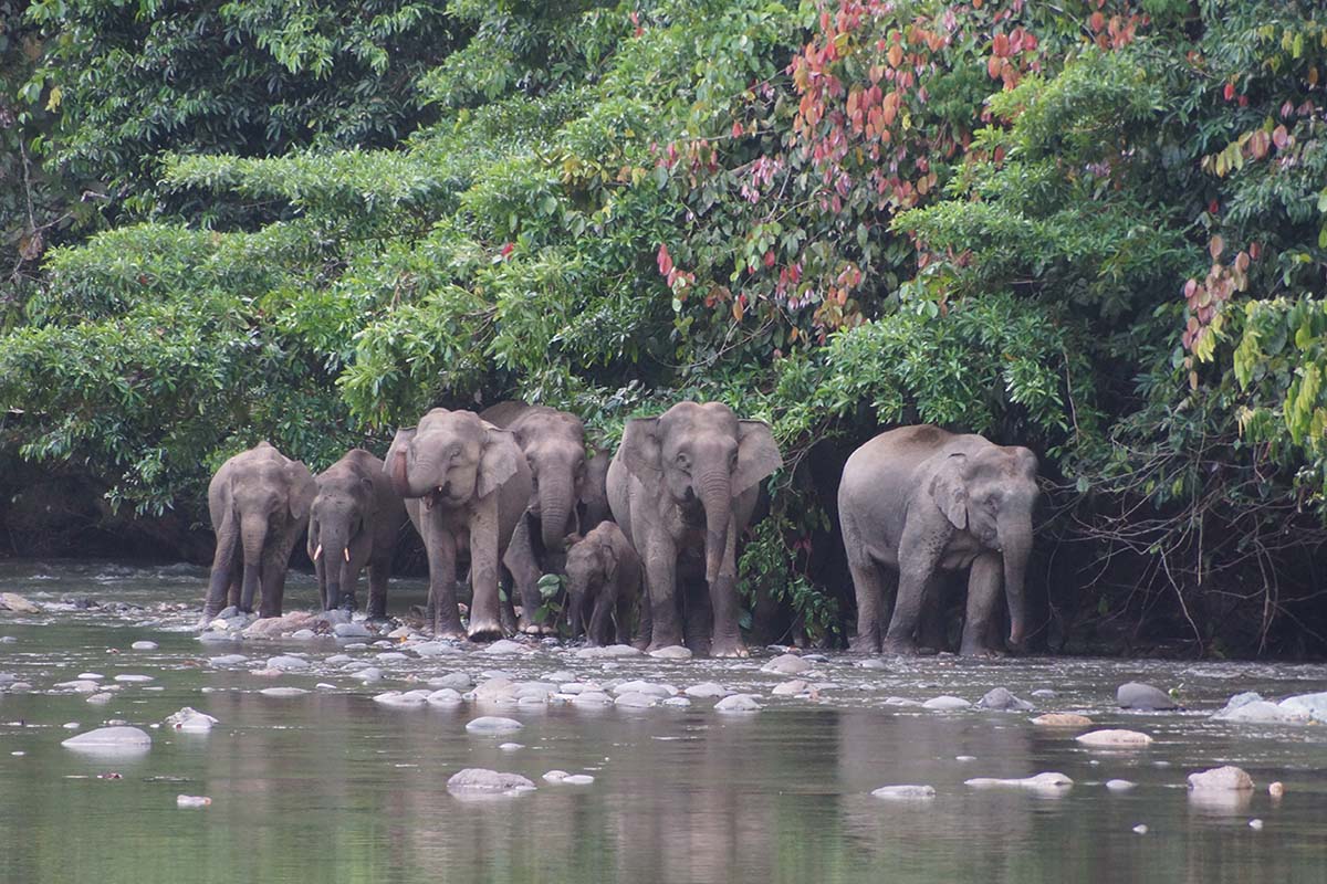 Kinabatangan River, Borneo
