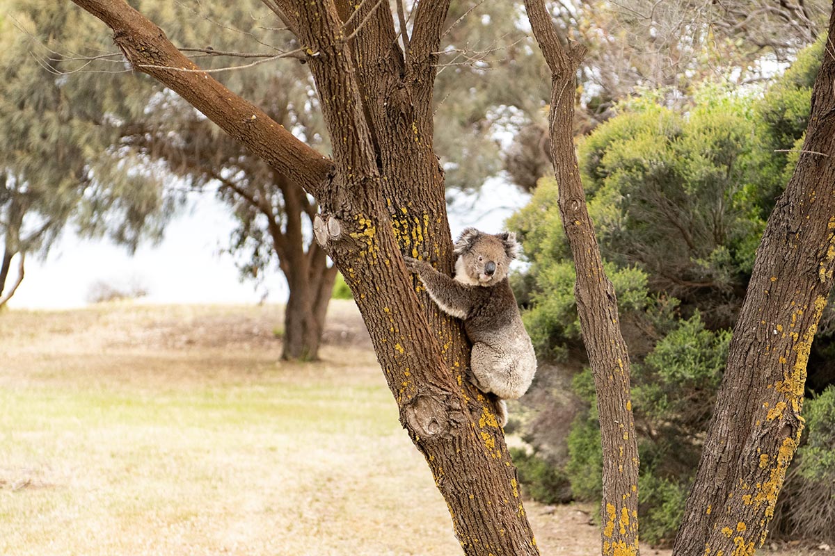 Kangaroo Island