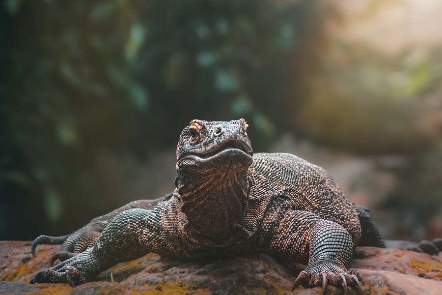 Komodo Island Day Tour