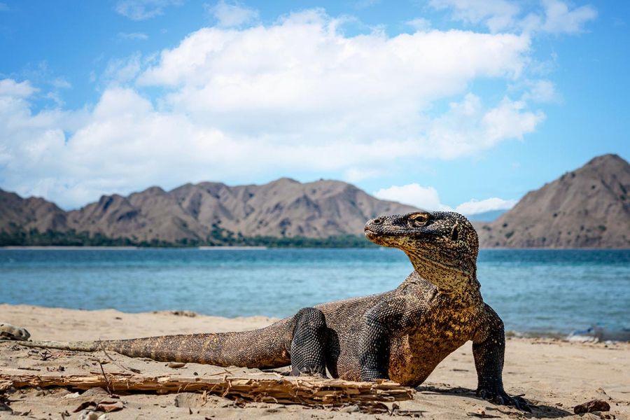 Komodo Island Day Tour