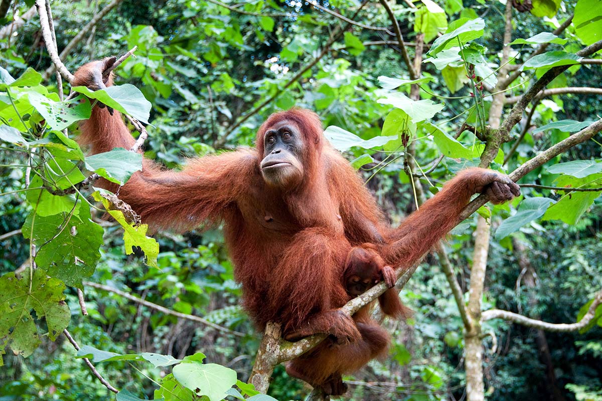 Kota Kinabalu, Borneo