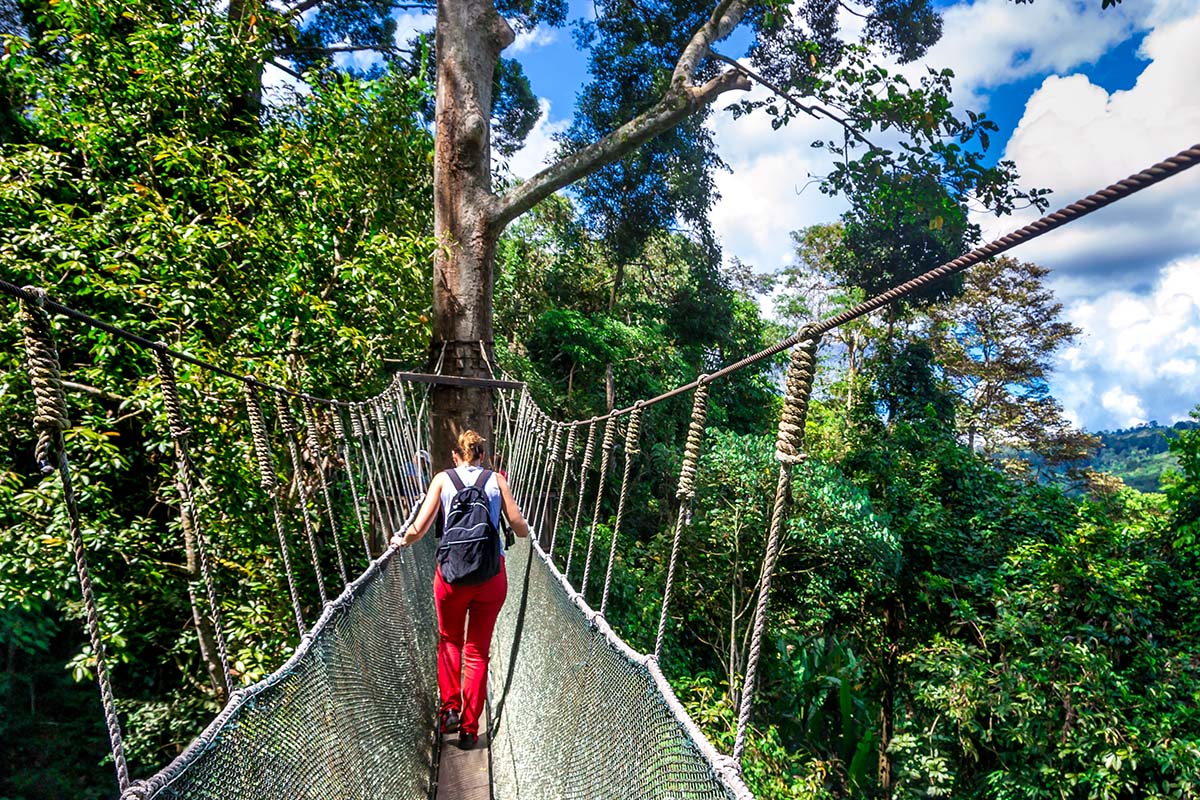 Canopy Walkway, Kinabalu Park, Borneo