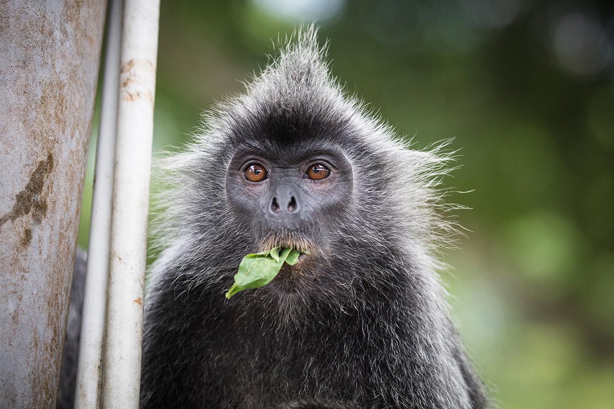 Melawati Hill Monkeys & Fireflies Tour