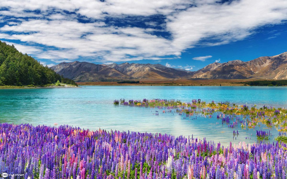 Lake Tekapo Holidays in South Island