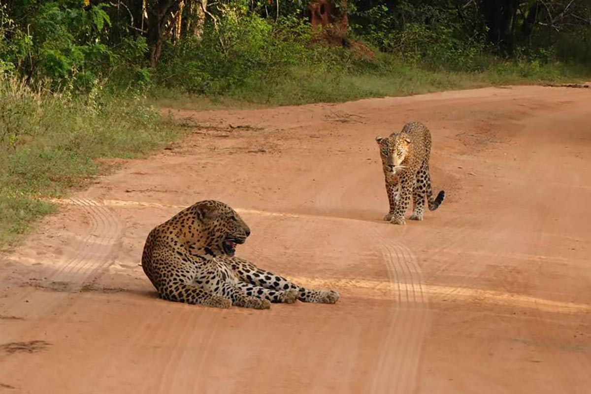 Yala National Park