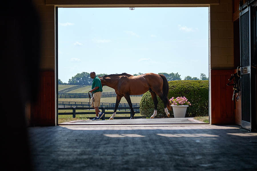 Kentucky Horse Farms Tour