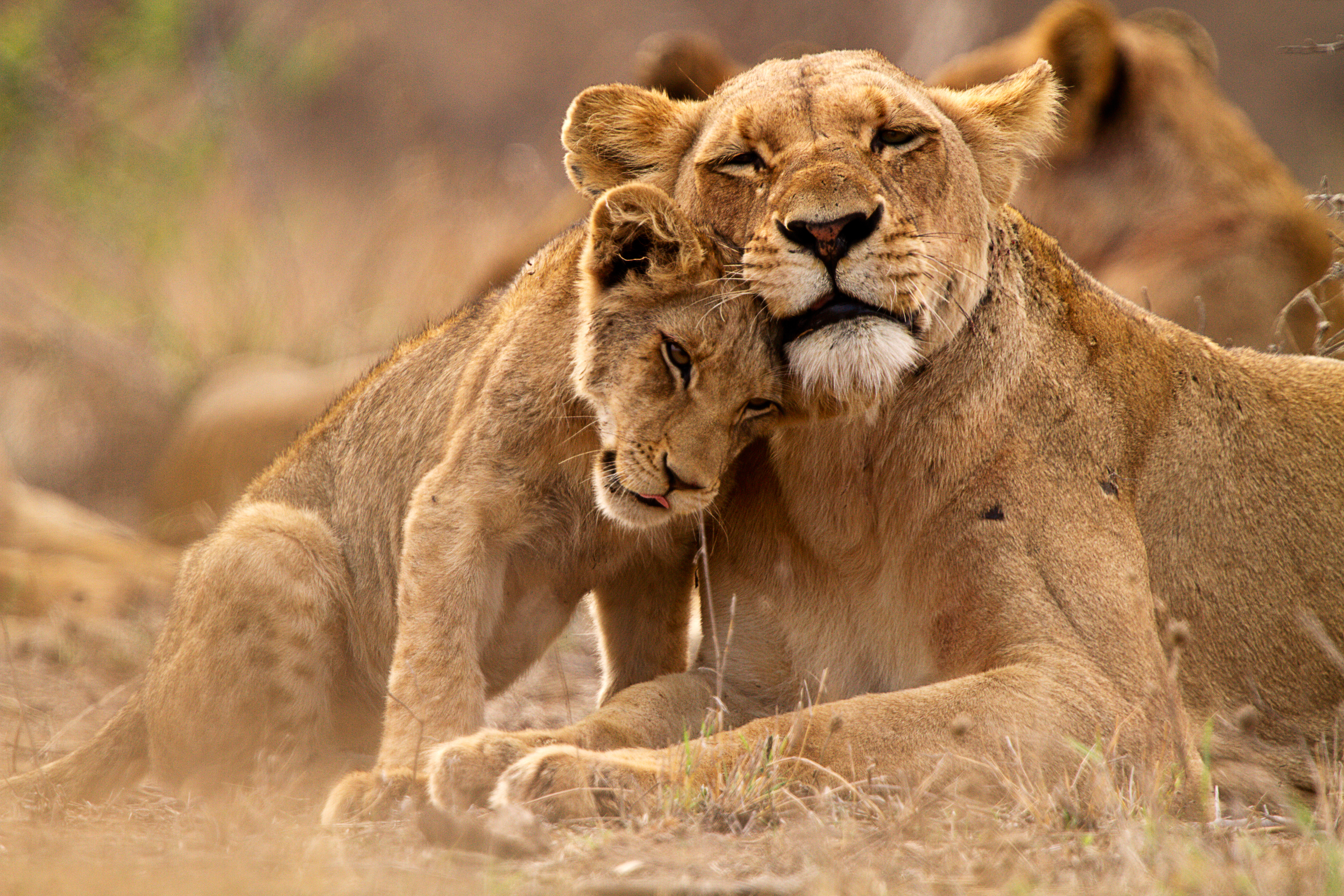 Lions on safari