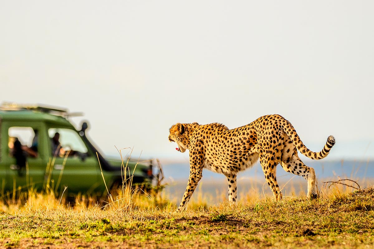 Masai Mara Game Reserve, Kenya