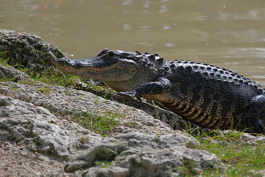 Everglades Airboat Adventure