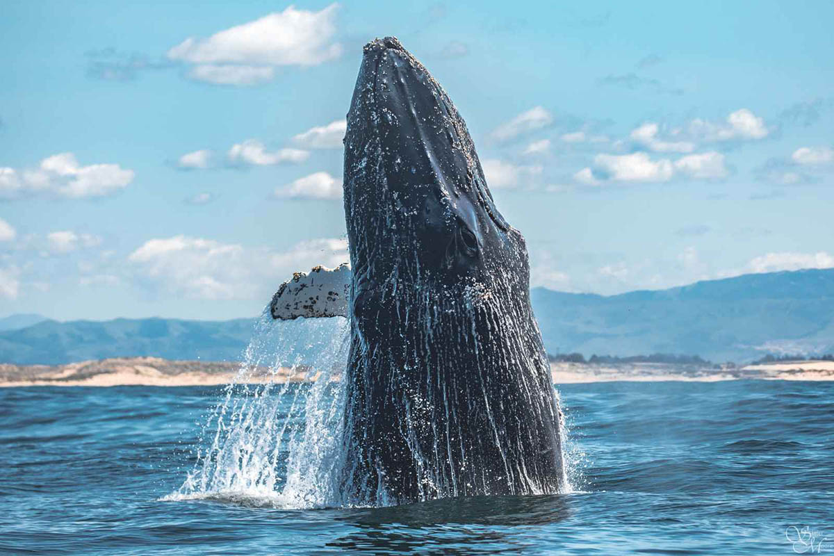 Monterey Whale Watching Cruise