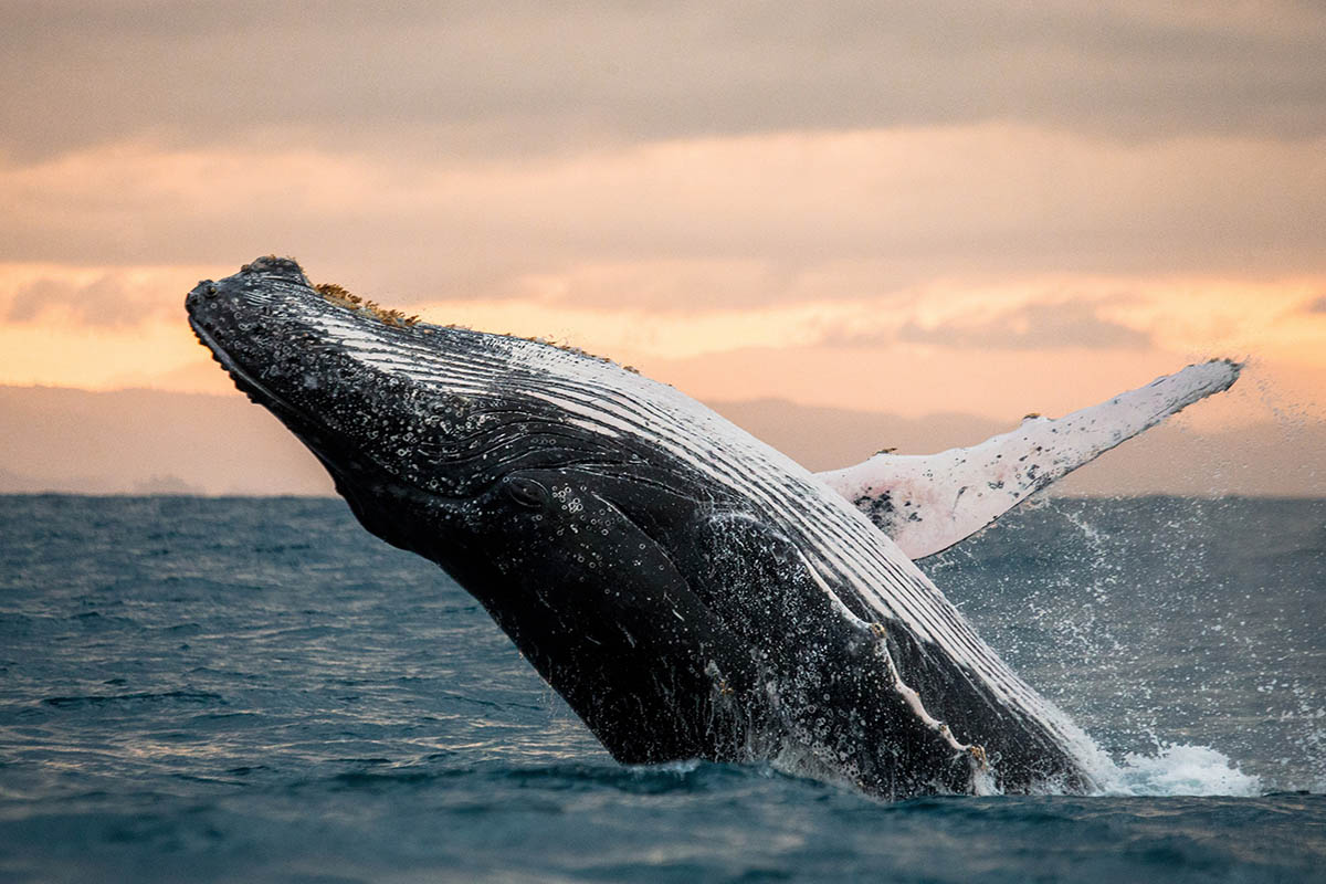 Monterey Whale Watching Tour