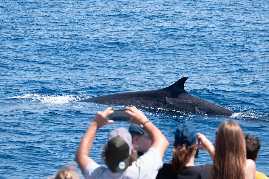 Monterey Whale Watching Cruise