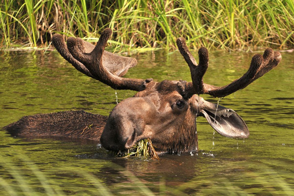 Alberta Wildlife
