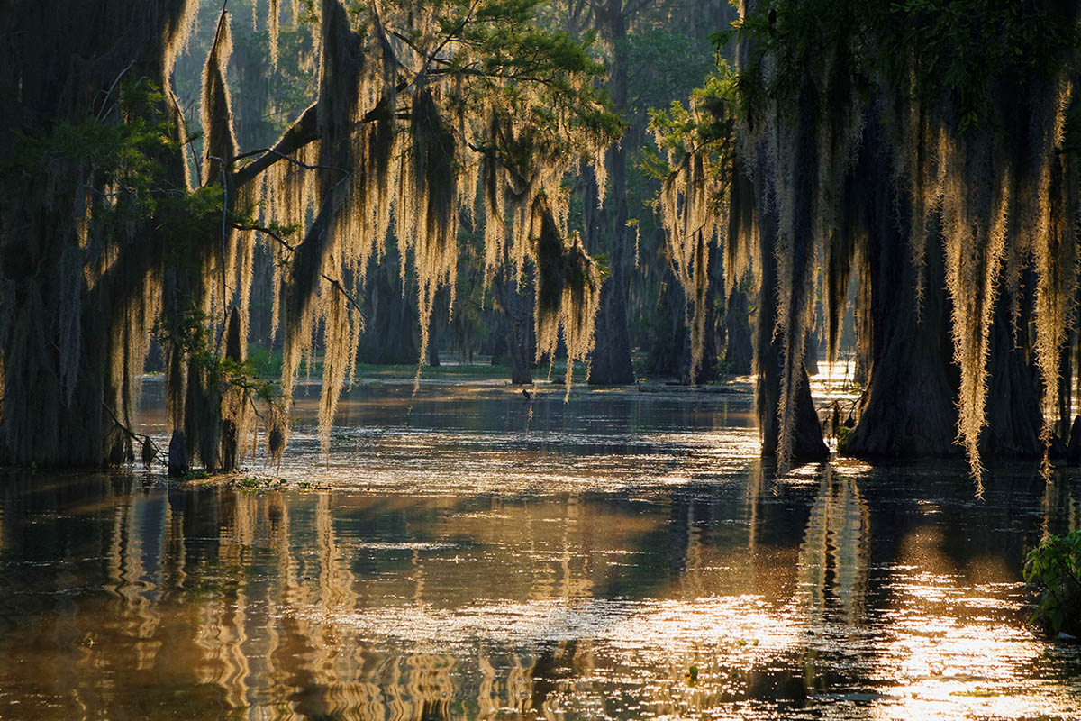 Swamps & Bayous, New Orleans, Louisiana