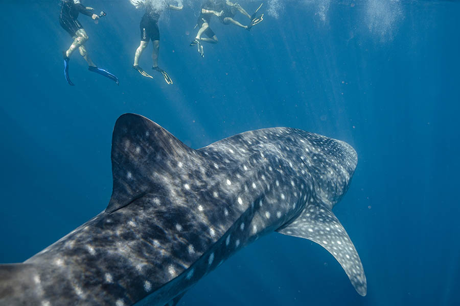 Whale Shark Swim