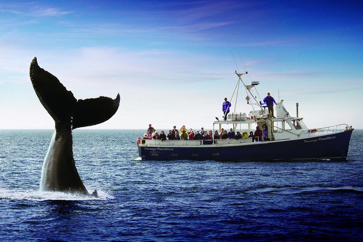 Whale Watching in New Brunswick
